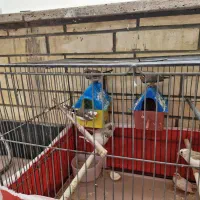 سه جفت فنچ مولد|پرنده|اصفهان, سپاهان‌شهر|دیوار