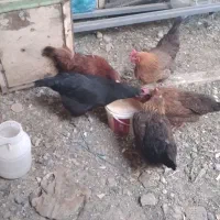 مرغ|حیوانات مزرعه|قره کهریز, |دیوار