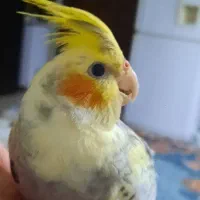 عروس هلندی گلباقالی زیبا