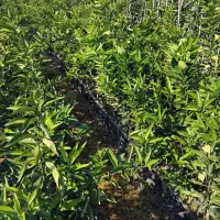 فروش انواع نهال مرکبات ۱۰۰ درصد تضمینی در رقم|خدمات باغبانی و درختکاری|قائم‌شهر, |دیوار