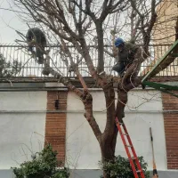 خدمات باغبانی و گل و گیاه کارشناس گیاه پزشکی|خدمات باغبانی و درختکاری|تهران, پارک شهر|دیوار