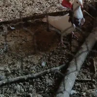 کفتر طوقی|پرنده|آران و بیدگل, |دیوار