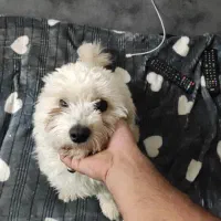 سگ شیتزو پشمالو|سگ|کرمان, |دیوار