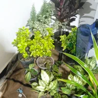 فروش عنواع گل زیبا باقیمت مناسب