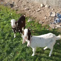 بز گلابی پاکستانی و بزغاله گلابی|حیوانات مزرعه|اصفهان, رهنان|دیوار