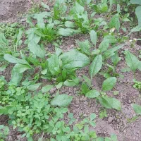 ،سبزی محلی،لوبیا چیتی،پاچ باقلا،سیر|خوردنی و آشامیدنی|رشت, کوی غلام نیا|دیوار