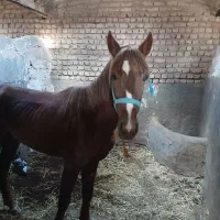 اسب نریون کرد|اسب و تجهیزات اسب‌سواری|قم, شاه ابراهیم|دیوار