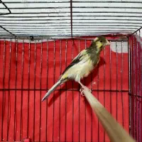 قناری ماده ابلغ