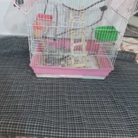 عروس هلندی|پرنده|پاکدشت, حصار امیر|دیوار