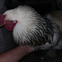 جوجه و تخم مرغ برهما