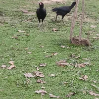 مرغ لاری|حیوانات مزرعه|رضوانشهر, |دیوار