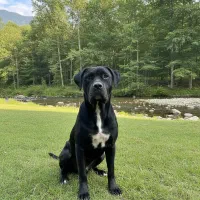 کنکورسو و ژرمن بلک|سگ|مشهد, عامل|دیوار