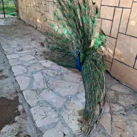 3جفت طاووس تخم گذار|پرنده|مشهد, منزل آباد|دیوار