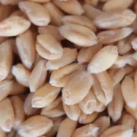 گندم بذری|خدمات باغبانی و درختکاری|داران, |دیوار