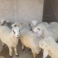 میش،شیشک،روزگاری،|حیوانات مزرعه|افزر, |دیوار