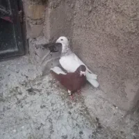 کبوتر|پرنده|شیراز, آزادگان|دیوار