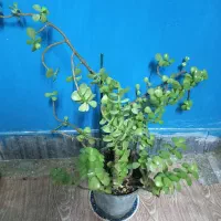 کراسولاخرفه ای|گل و گیاه طبیعی|بروجرد, |دیوار