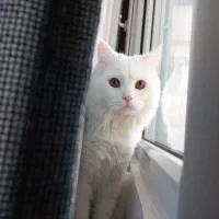 واگذاری گربه