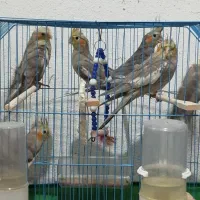 عروس هلندی|پرنده|شفت, |دیوار