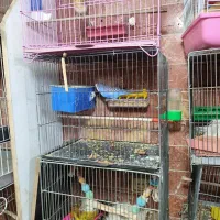 مرغ عشق مولد آماده تخم با قفس وسایل