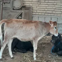 گوساله جرسی