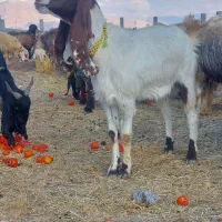 بز داشت اصل|حیوانات مزرعه|مرودشت, فیروزی|دیوار