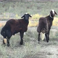 دو عدد بره قوچ ارجینال جنس اخرت