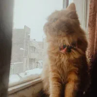 واگذاری گربه|گربه|اردبیل, |دیوار