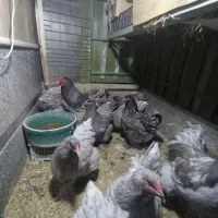 فروش جوجه برهما غول پیکر|حیوانات مزرعه|شیراز, غدیر شمالی|دیوار