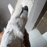 کفتر سرور دم سفید|پرنده|داراب, |دیوار