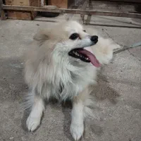 سگ پا کوتاه