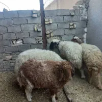 ۴ عدد گوسفند|حیوانات مزرعه|اهواز, علی آباد|دیوار