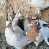 کبوتر|پرنده|مشهد, عامل|دیوار