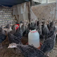 جوجه بوقلمون