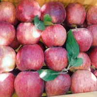 1/500 کیلو سیب در سردخونه