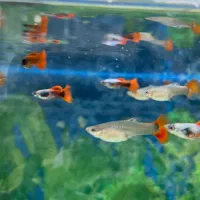 ماهی کالر کپی و مولی|ماهی|سراب, |دیوار