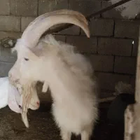 نرسانن .صلاله