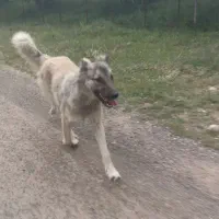 توله دورگ سرابی