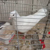 کبوتر بدرنگ|پرنده|اصفهان, خیادان|دیوار
