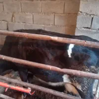 یک راس ماده گاو