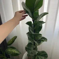 گل فیکوس لیراتا|گل و گیاه طبیعی|محمدشهر, ولدآباد|دیوار