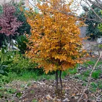 ویلایی دنج با محیطی امن برای خانواده|اجارهٔ کوتاهمدت ویلا و باغ|قائمشهر, |دیوار