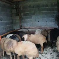 فروشی همه سالم سرحال|حیوانات مزرعه|واجارگاه, |دیوار