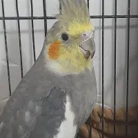 عروس هلندی نر|پرنده|گرگان, |دیوار