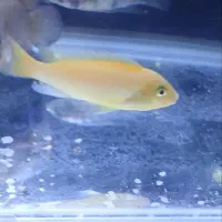 ماهیان زینتیگوشختخواروگیاه خوار آکواریوم و لوازم