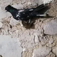 فروشی|پرنده|مسجد سلیمان, |دیوار