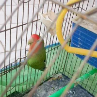 طوطی بریزیلی|پرنده|شاهرود, |دیوار