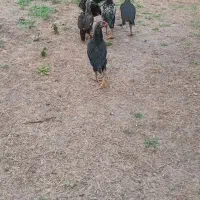 جوجه لاری