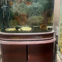 اکواریوم ماهی چینی خارجی