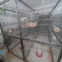 قفس  با تور بند فلزی برا فنج سانان
